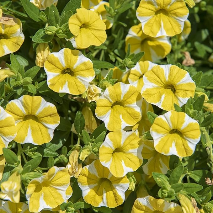 Superbells Lemon Slice Calibrachoa Seeds, Vibrant, Trailing Annual for Containers &amp Hanging Baskets