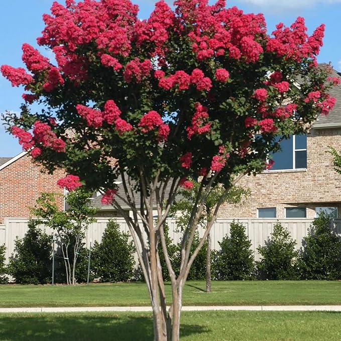 Red Crepe Myrtle Seeds - Lagerstroemia Indica Deciduous Flowering Tree or Shrub for Hedge & Screen - 35 Pcs