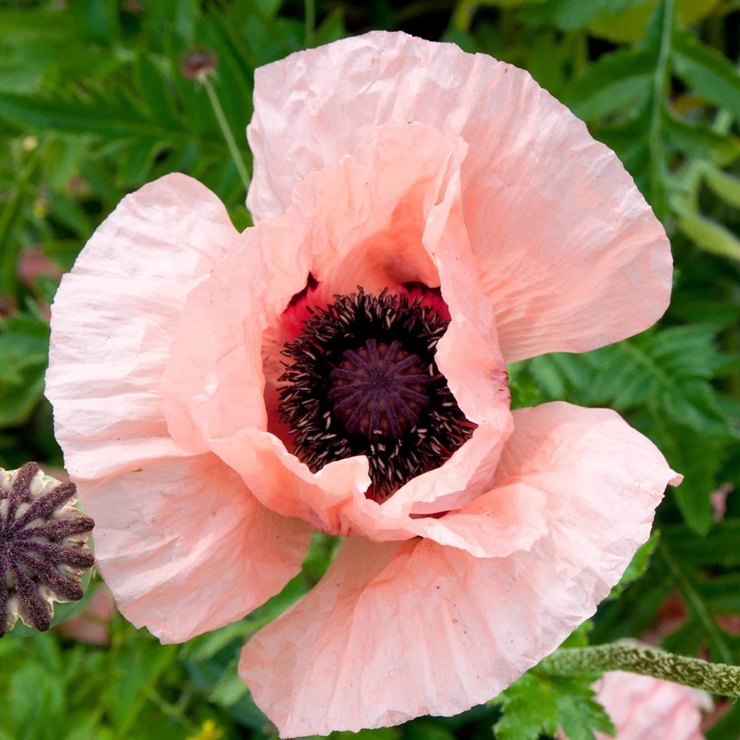 Pink Oriental Poppy Seeds - Herbaceous Perennial, Large Bright Blooms, Drought Tolerant & Pollinator-Friendly - 5 Pcs