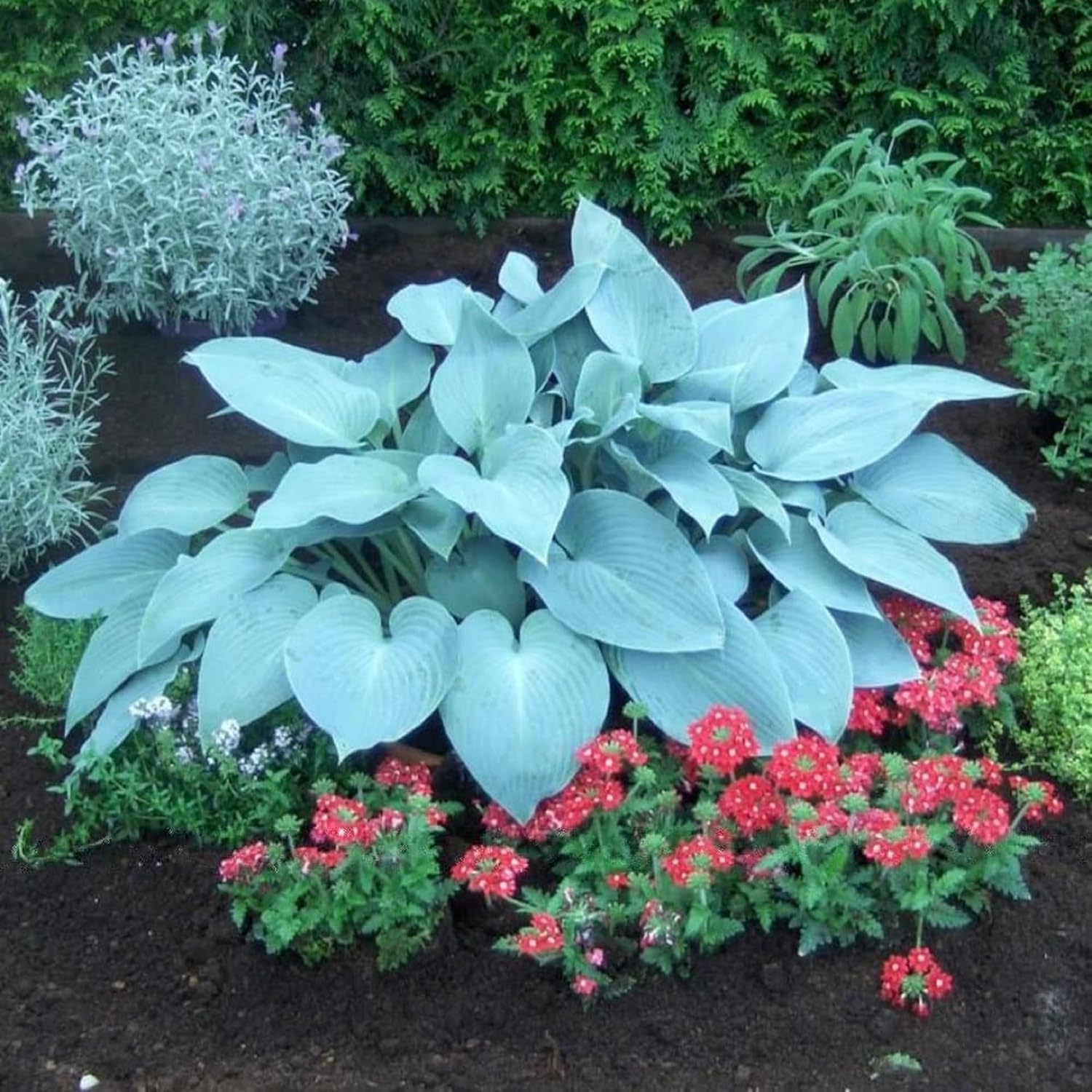 Rare Sky Blue Hosta Plant Seeds – Fragrant August Lily, Drought-Tolerant Landscaping Gem