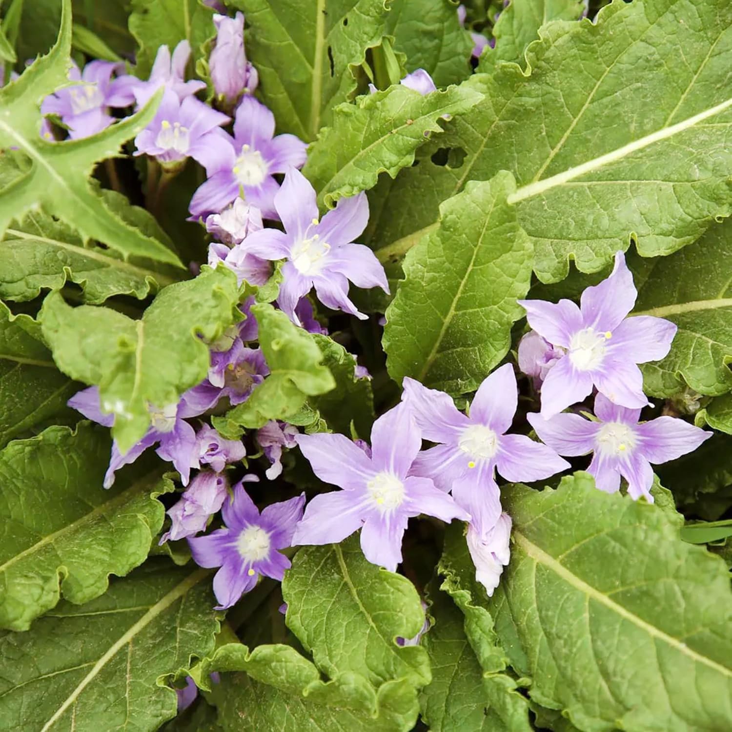 Mandragora Officinarum Samen, mehrjähriges Kraut für Obst und Beeren, ideal für Innenhöfe und Gärten im Freien, gentechnikfrei, 20 Stück