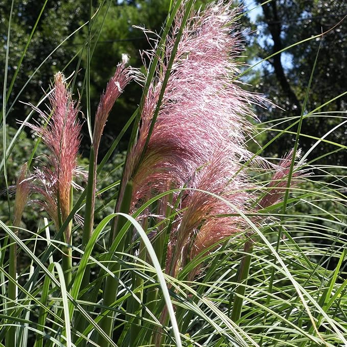 Pink Pampas Grass Seeds - Organic Non-GMO Ornamental Tall Feathery Blooms for Lawn & Garden - 100 Pcs