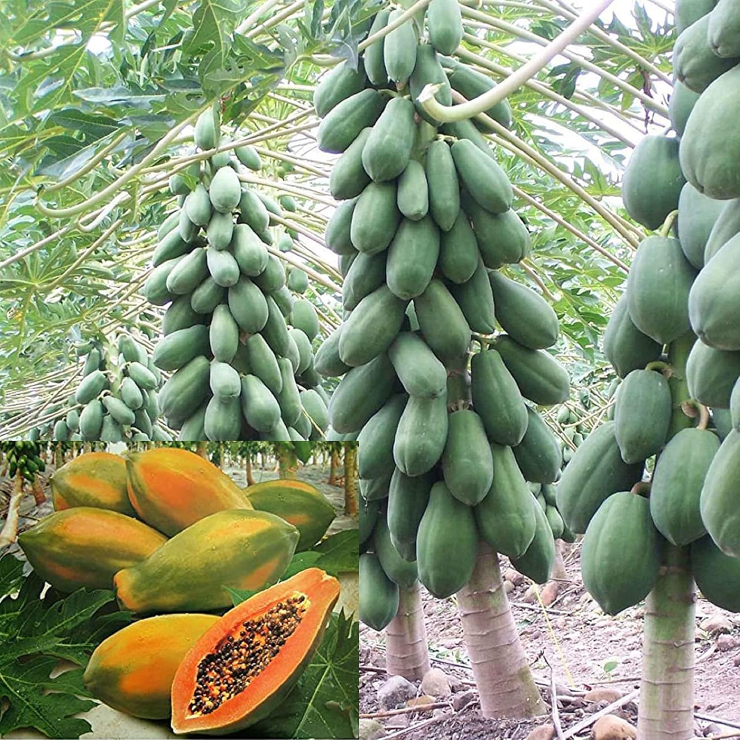 Sunset Papaya Seeds for Planting – Sweet & Juicy Tropical Fruit