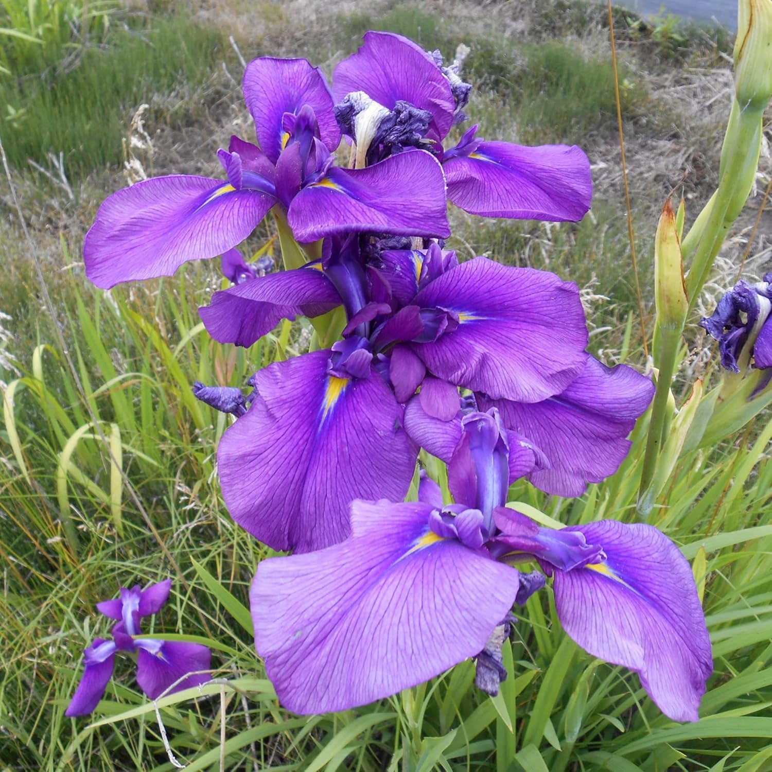 Japanese Iris Seeds - Iris Ensata, Beautiful & Intricate Flowers, Attract Pollinators, Perfect for Water Gardens, Pond Edges & Perennial Borders, 20 Pcs