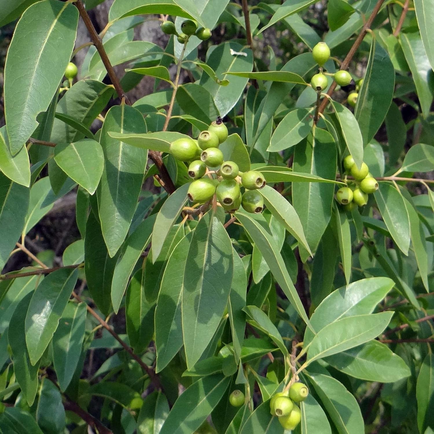 Santalum Album Seeds | Indian Sandalwood | Fragrant Evergreen Tree for Gardens & Outdoors | 5Pcs Tree Seeds