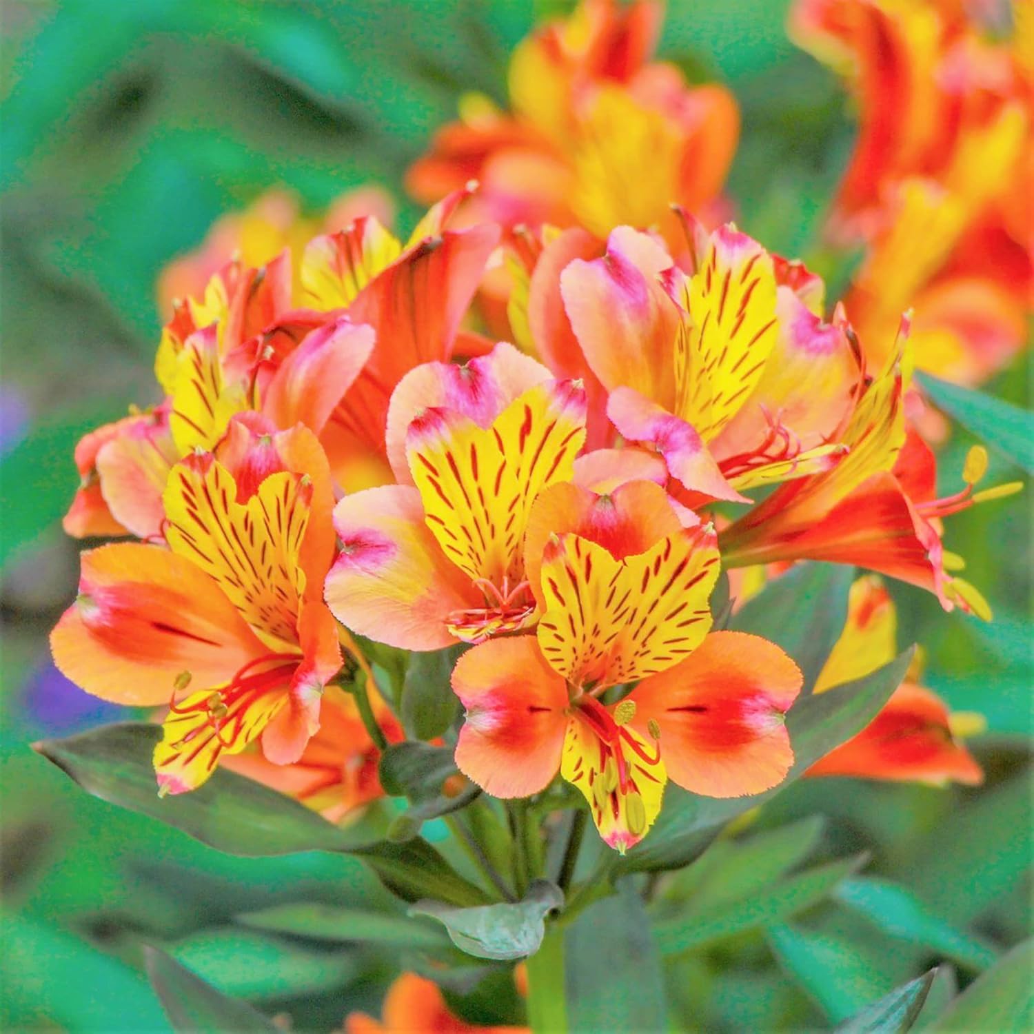 Alstroemeria Seeds or Peruvian Lily Flower Seeds For Planting,Attracts Pollinators