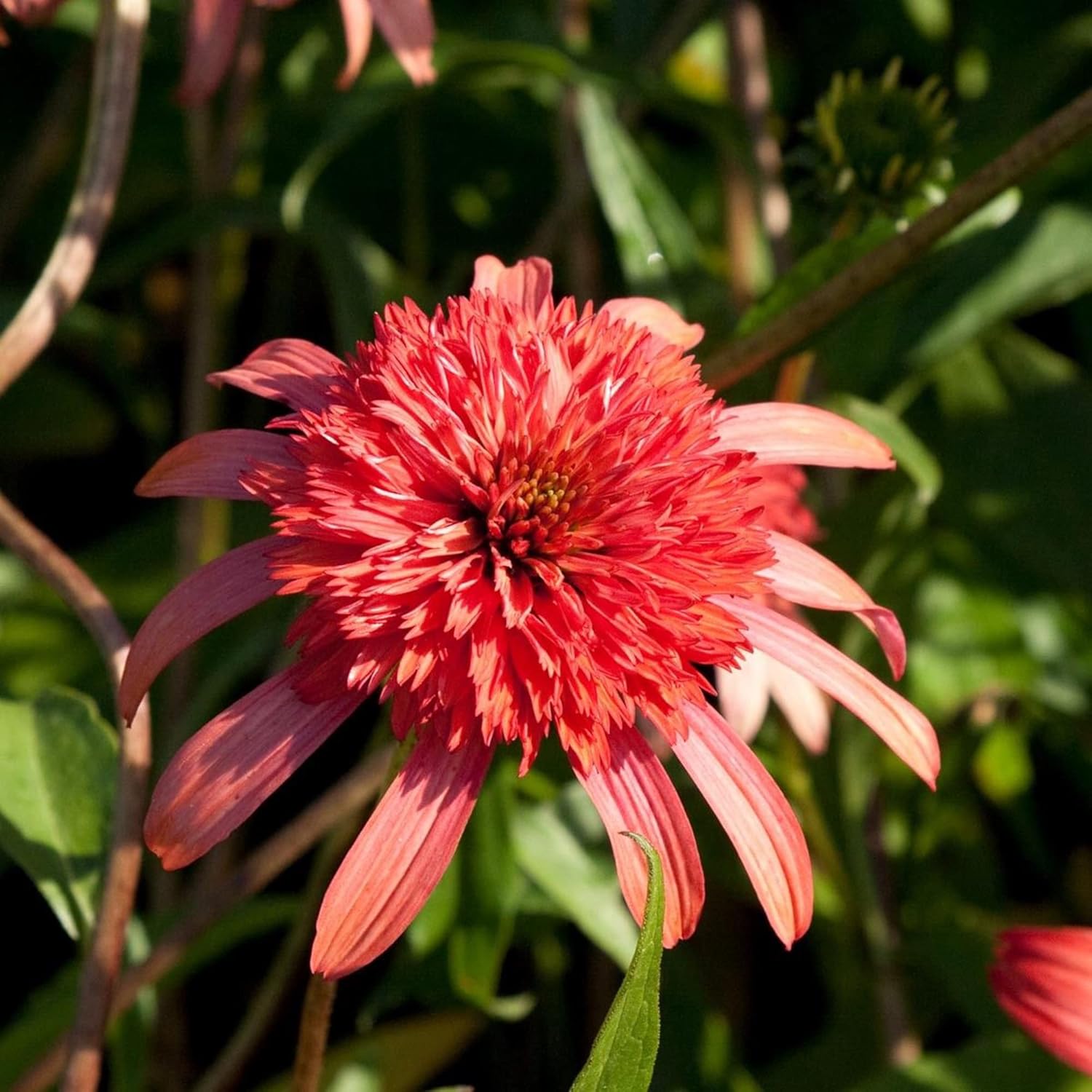 Echinacea „Secret Passion“-Samen | Mehrjährige, dekorative Blumensamen | Duftende Blüten, die Schmetterlinge und Bienen anlocken | Ideal für Gartenbeete und -rabatten | Bepflanzung im Freien | 5 Stück