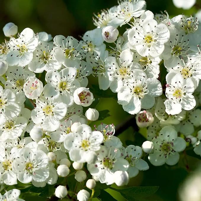 Englischer Weißdorn Samen - Gewöhnlicher Weißdorn Laubbaum oder Strauch, Zierpflanze und essbare Früchte für den Garten