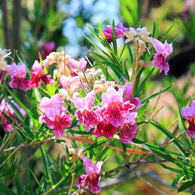 Garden Desert Willow Shrub Seeds (Chilopsis Linearis) - Non-GMO, Drought-Tolerant, Easy to Maintain, Fast-Growing - 30 Pcs