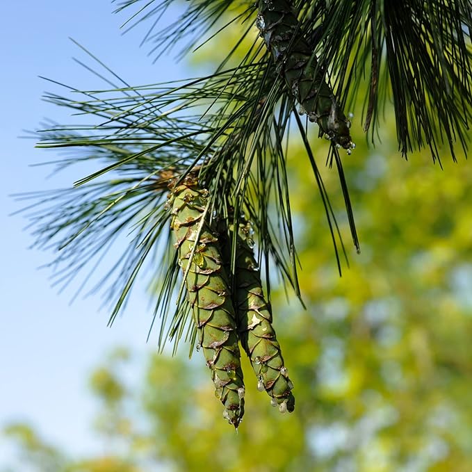 Eastern White Pine Seeds - Pinus Strobus, Fast Growing Evergreen Windbreak & Shade Tree, Ideal for Outdoor Decoration - 20 Pcs