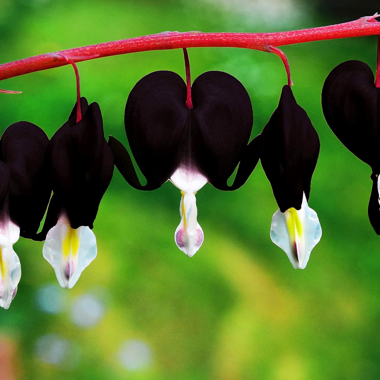 Black Bleeding Heart Seeds - Perennial Cut Flowers, Deer & Rabbit Resistant, Attracts Butterflies, Ideal for Beds & Borders-10Pcs