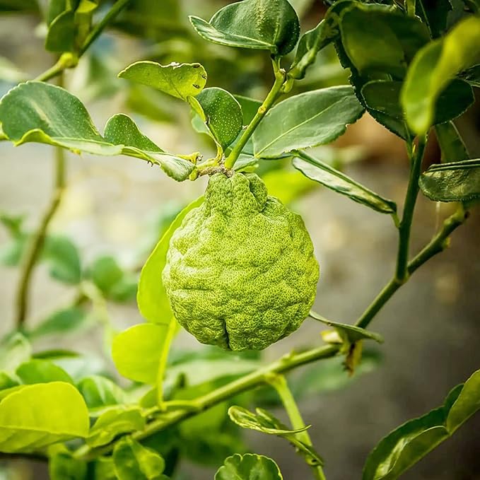 Bergamot Orange Seeds - Citrus Bergamia, Perennial Evergreen Edible & Ornamental Bonsai Outdoor Patio Fruit Tree Seeds | 10 Pieces