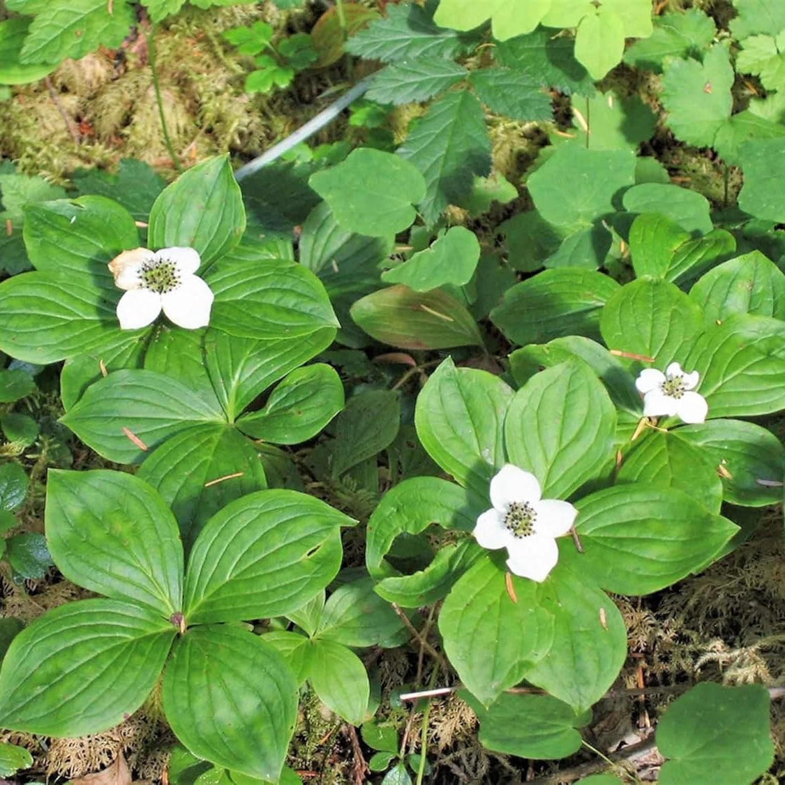 Western Bunchberry Flower Seeds, Grow Rare White Woodland Blooms