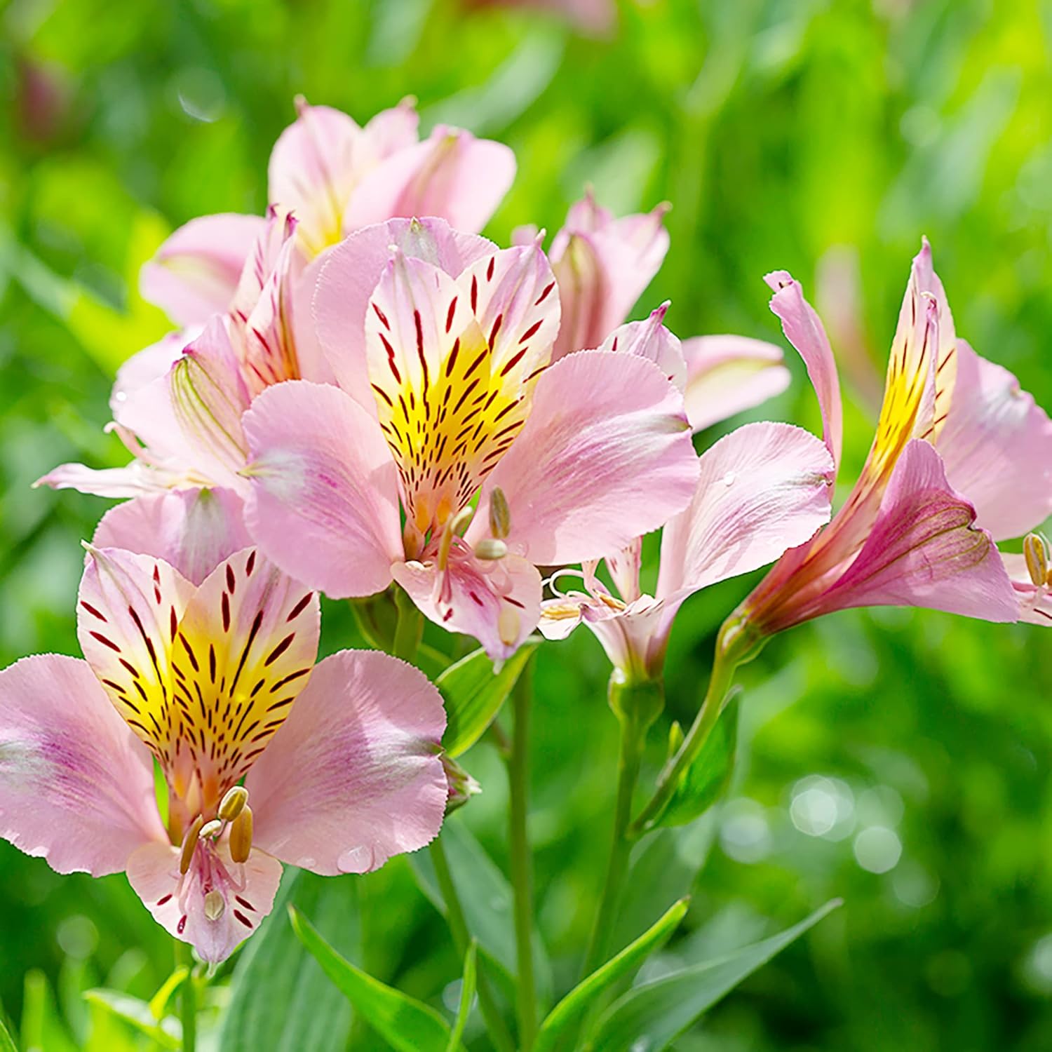 Pink Alstroemeria Seeds for Planting - Peruvian Lily Perennial, Perfect for Cut Flowers & Garden Borders