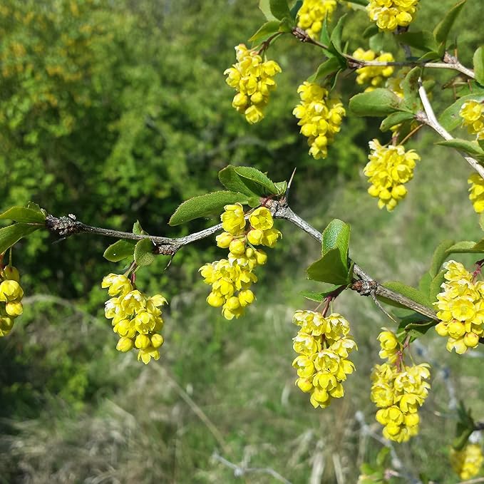 Berberis Aristata Seeds (Indian Barberry) for Gardens, Beds & Borders – Attract Pollinators, 50Pcs