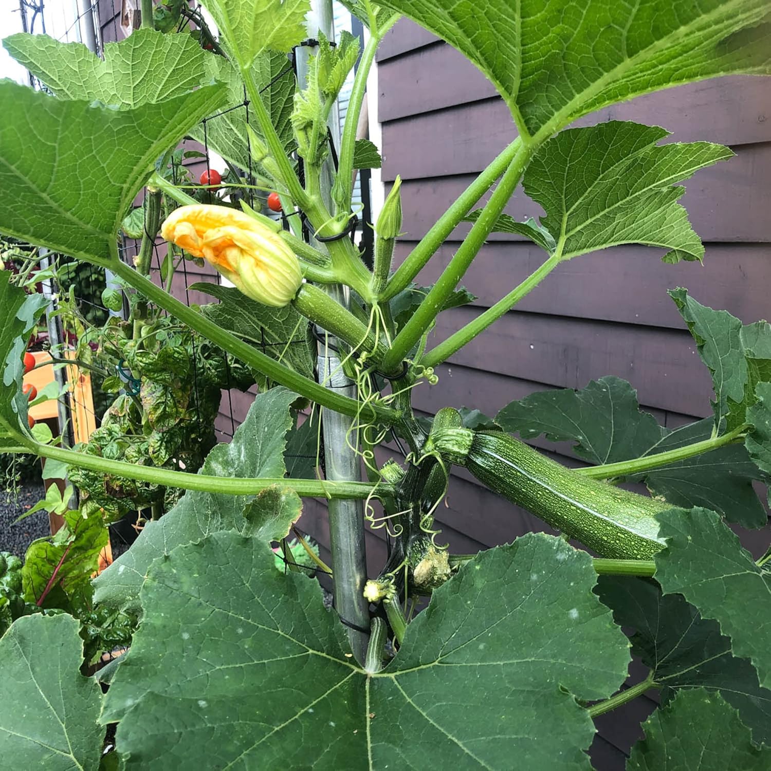 Climbing Zucchini Seeds | Climbing Courgette | Long Cylindrical | Used in Soups, Stews & Pasta Dishes | Garden Outdoor | 15Pcs Vegetable Seeds