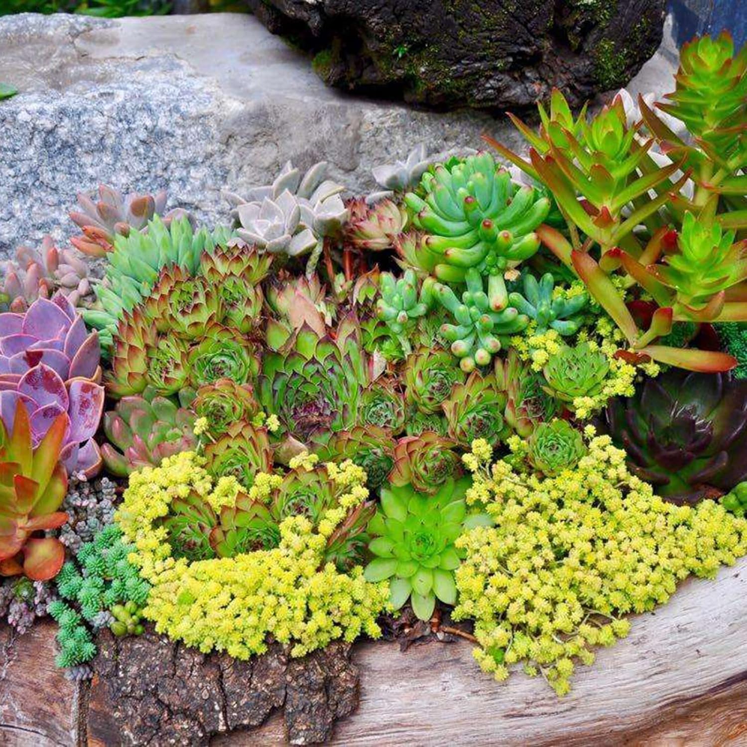 Mixed Sedum Seeds | Perennial Star-Shaped Flowers | Easy to Care | Rock Gardens | Containers | Ground Cover | Outdoor & Indoor | 400Pcs Succulent Seeds