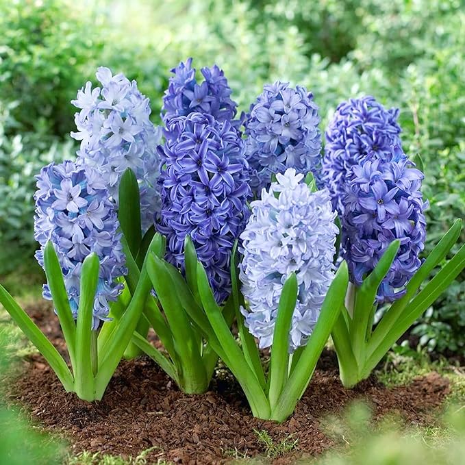 Hyazinthensamen - Hyacinthus Orientalis, mehrjährig und gentechnikfrei, pflegeleicht mit exotischem Reiz - 100 Stück