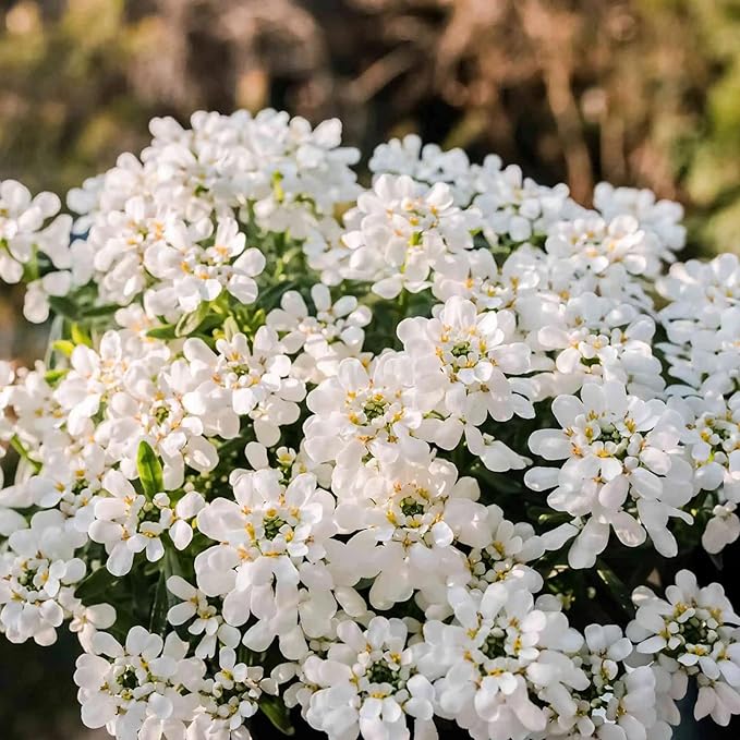 Candytuft Seeds – Iberis Sempervirens, Low-Growing Evergreen Perennial, Fragrant Ground Cover for Borders – 20Pcs Flower Seeds