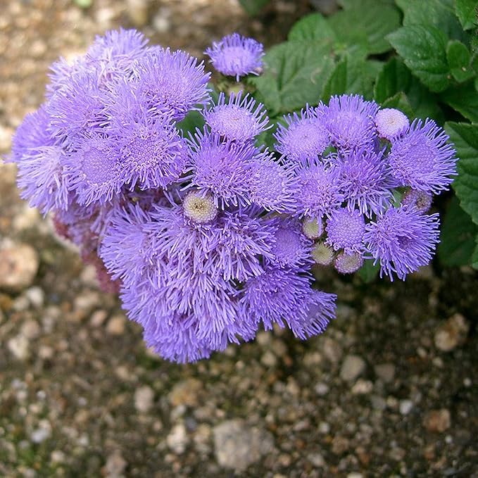 Blue Mistflower Seeds - Hardy Ageratum Conoclinium Coelestinum, Upright Perennial | 100Pcs Flower Seeds