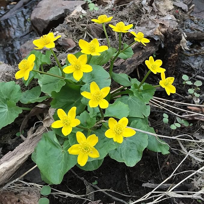 Graines de souci des marais (Caltha Palustris) Plante à fleurs vivace pour étangs et ruisseaux, attire les pollinisateurs - 200 pièces