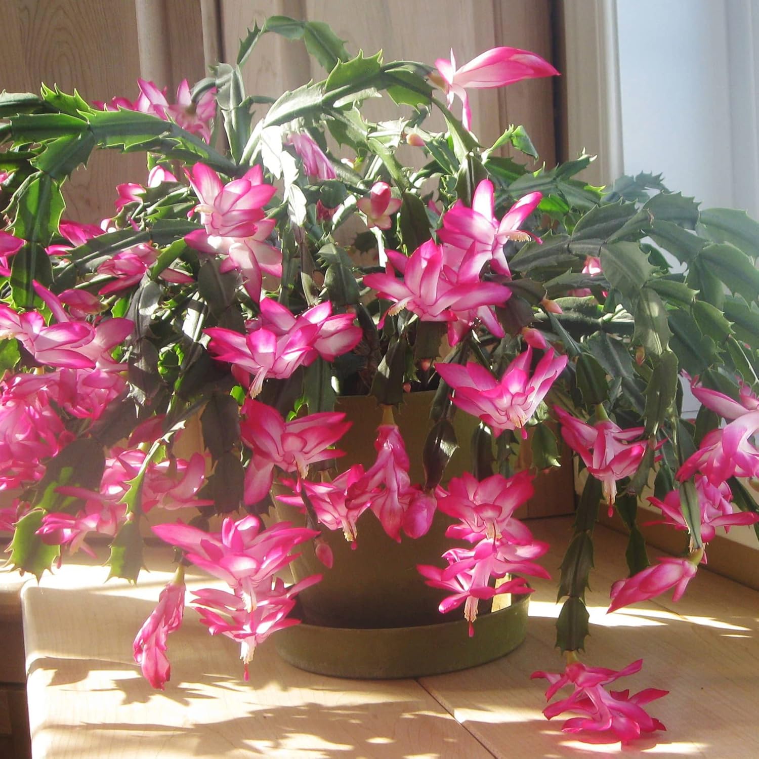 Zygocactus Seeds Crab Cactus, Christmas Cactus Ornamental Garden Decor Pots Hanging Baskets Indoor Outdoor Houseplant 50Pcs Flower Seeds