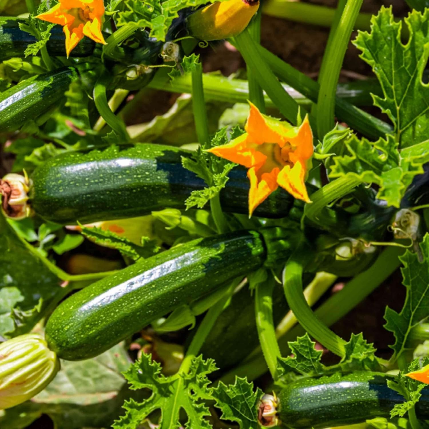 Climbing Zucchini Seeds | Climbing Courgette | Long Cylindrical | Used in Soups, Stews & Pasta Dishes | Garden Outdoor | 15Pcs Vegetable Seeds