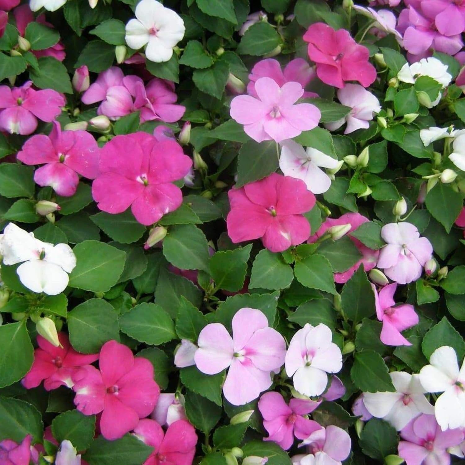 Graines d'Impatiens Les baumes Touch-Me-Not attirent les pollinisateurs Les plates-bandes de jardin Les bordures 200 pièces Graines de fleurs 