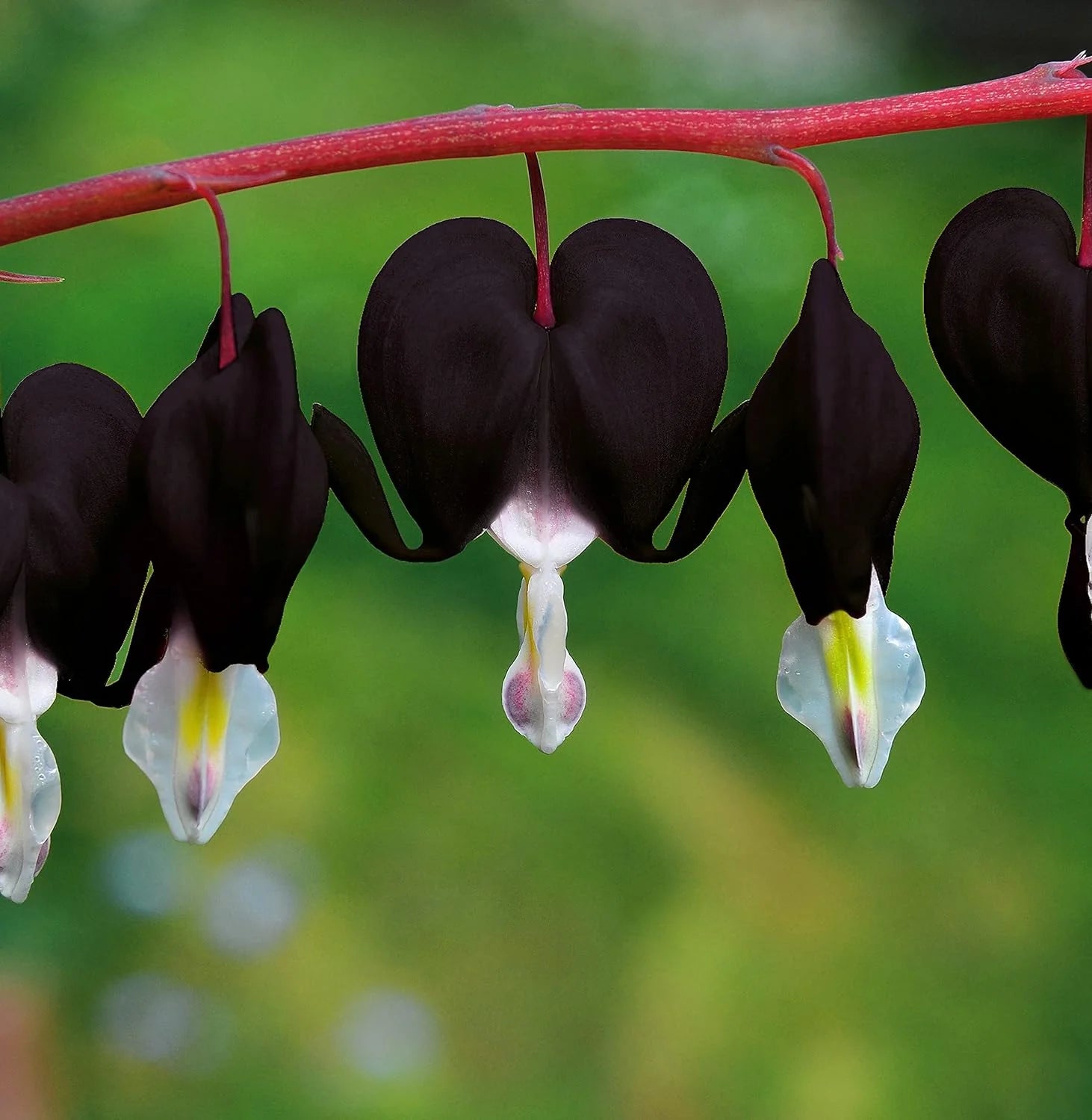 Black Bleeding Heart Seeds - Perennial Shade Flowering Seeds for Stunning Blooms-25Pcs