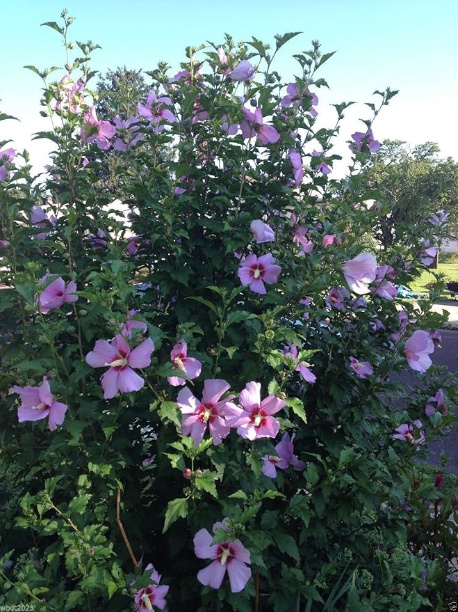 Hibiskus-Strauchrose (Hibiscus syriacus) Samen – winterhart, mehrjährig – 50 Stück