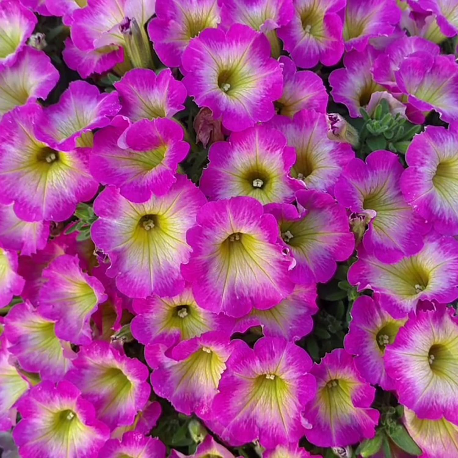 Petunia 'Supertunia Daybreak Charm' Seeds Showy Flowers Drought Tolerant Attract Hummingbirds Hanging Baskets Beds Outdoor 50Pcs Flower Seeds