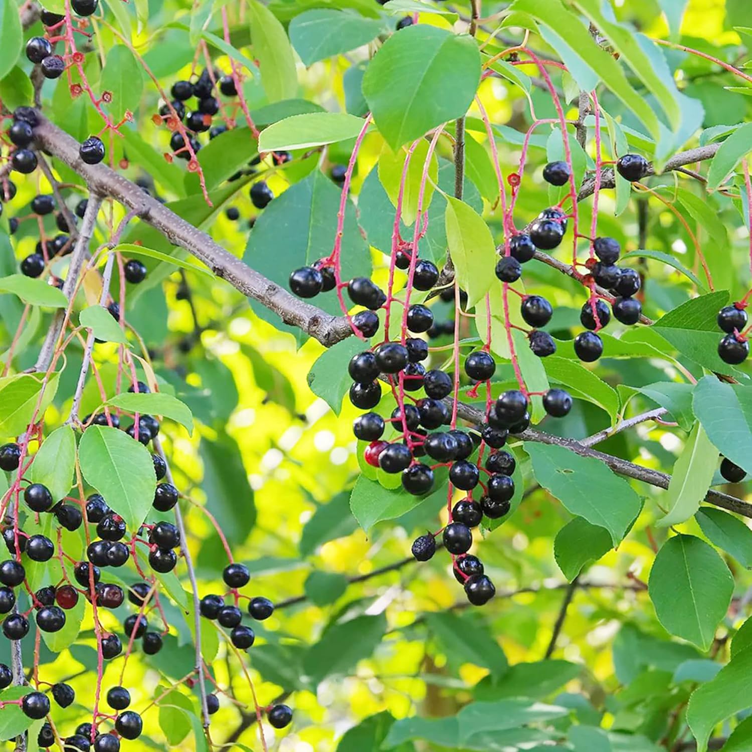 Graines de cerisier noir - Arbre caduc de taille moyenne à grande avec des fleurs blanches parfumées, des fruits sucrés et juteux, idéal pour les confitures et les utilisations culinaires - 30 pièces