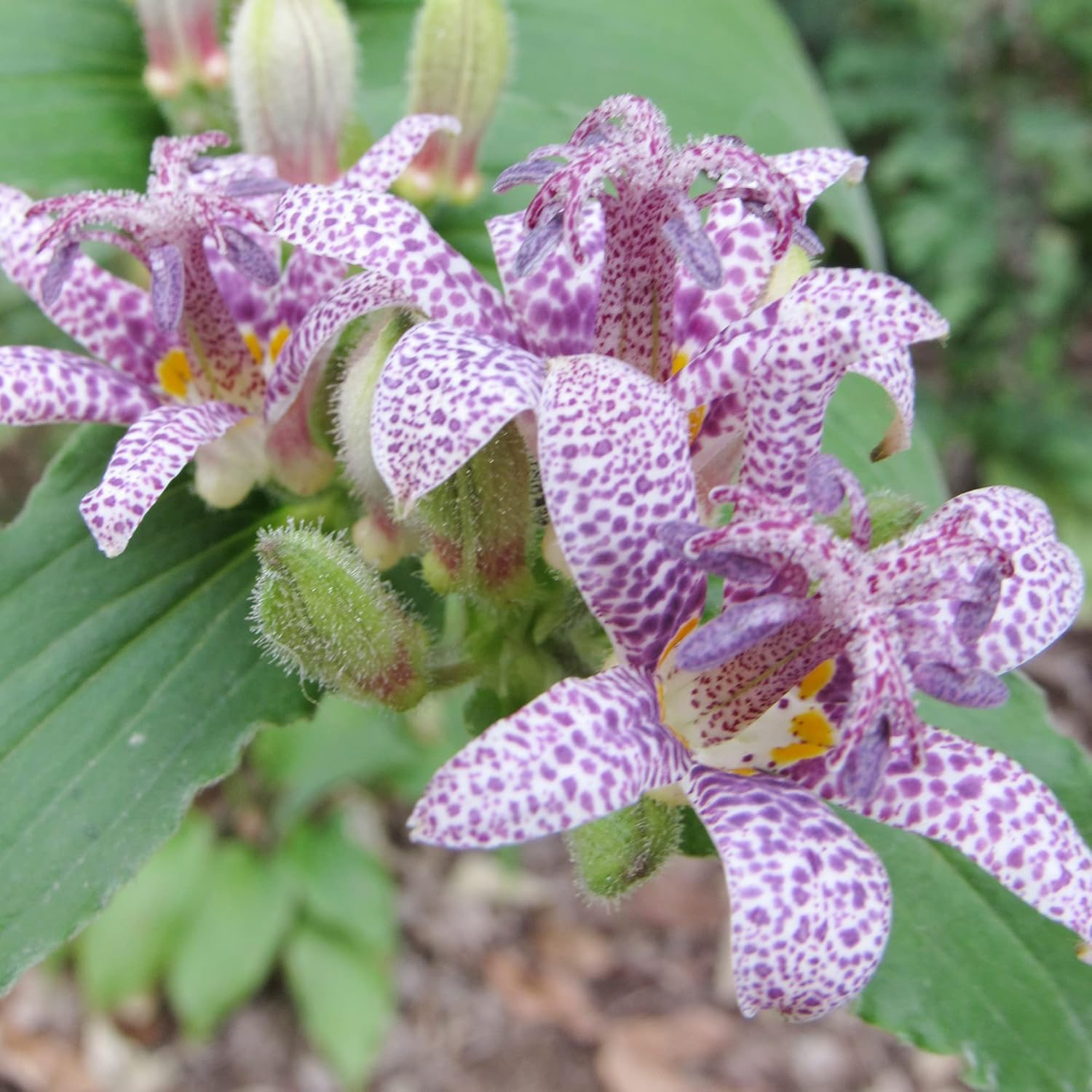 Graines de lys crapaud japonais | Fleurs voyantes vivaces résistantes aux cerfs | Sans OGM, peu d'entretien | Patio, en pot, étangs, ruisseaux, extérieur | 30 graines de fleurs