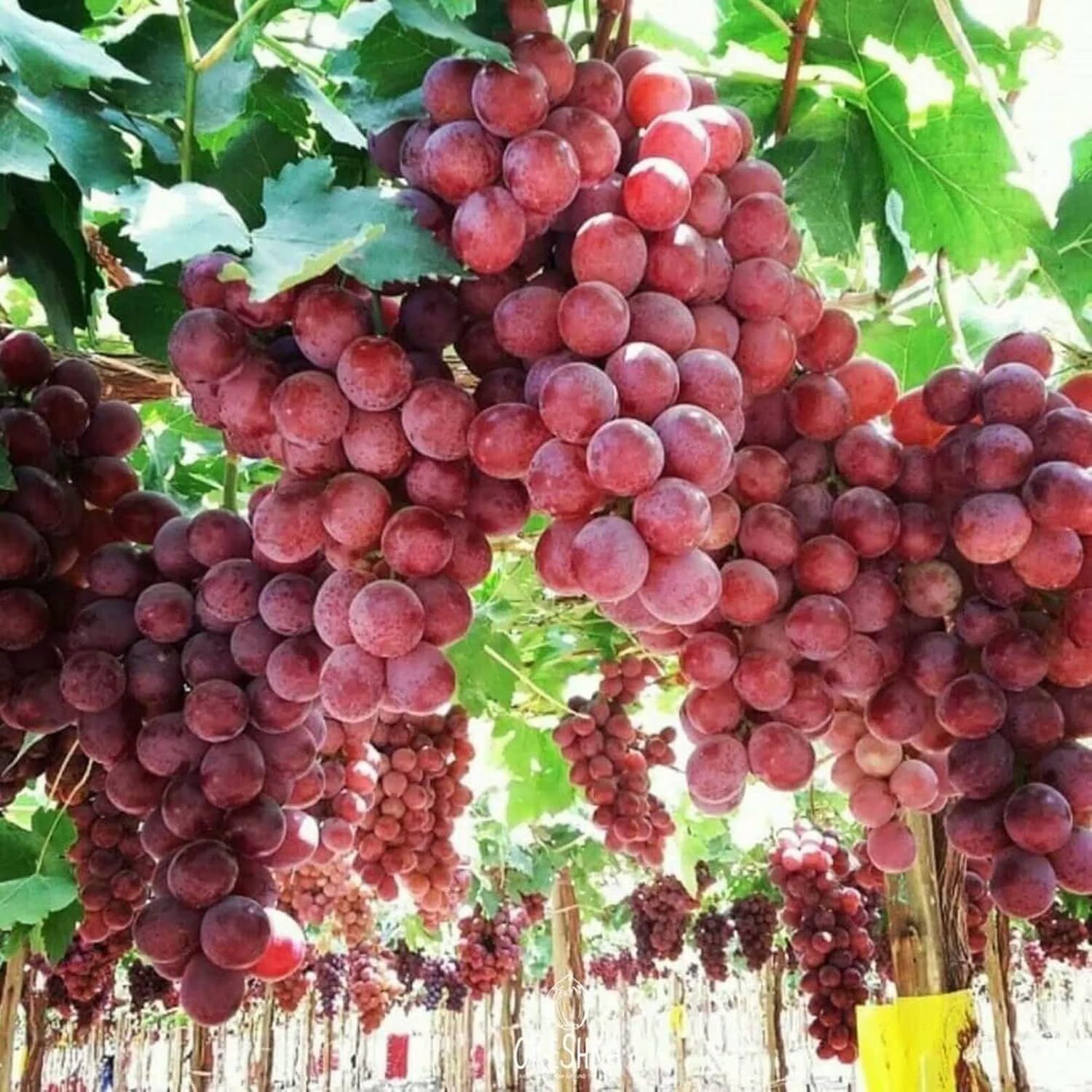 Giant Red Globe Grape Seeds – Largest Variety with Juicy, Flavorful Fruits – 20 Pcs