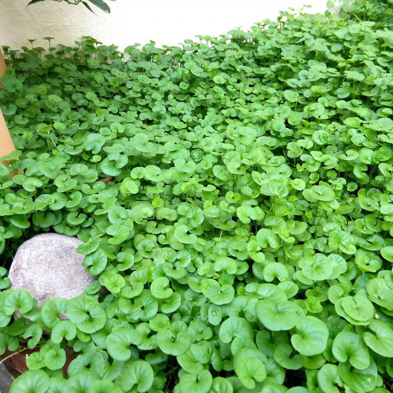 Graines de Dichondra Repens - Substitut de pelouse couvre-sol vivace - 100 graines d'herbes 