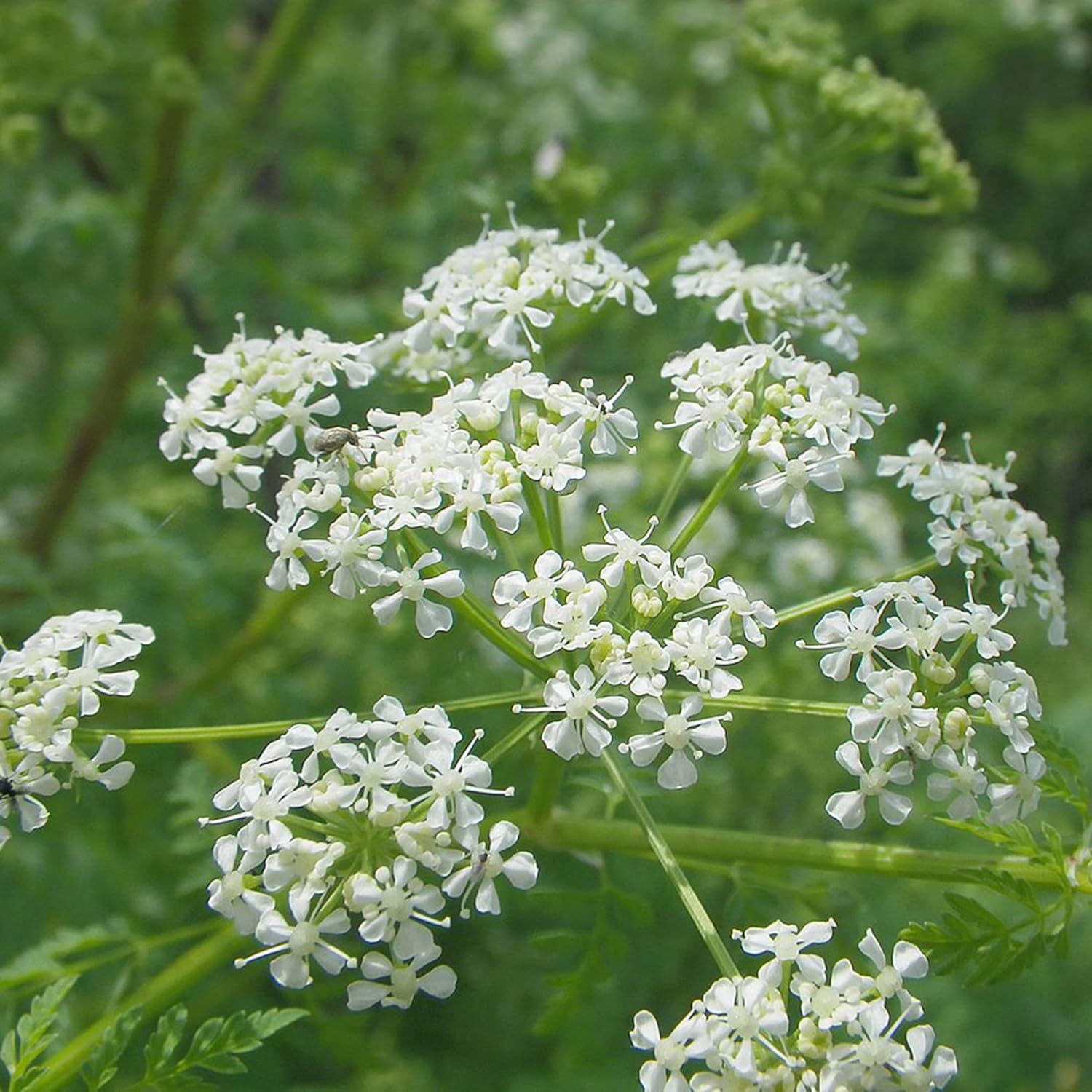 Ligusticum Porteri Seeds | OSHA Root, Porter's Lovage Perennial Herb