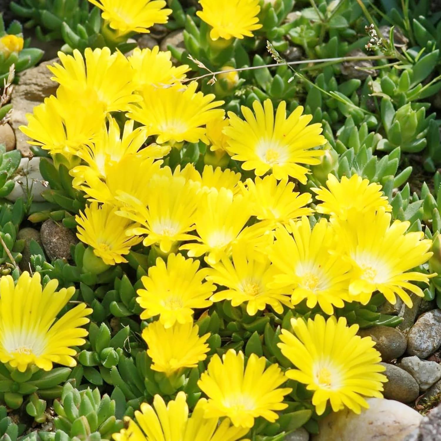 Yellow Ice Plant Seeds | Evergreen Ornamental & Edible | Attracts Butterflies | Drought Tolerant Ground Cover for Rock Gardens | 100Pcs