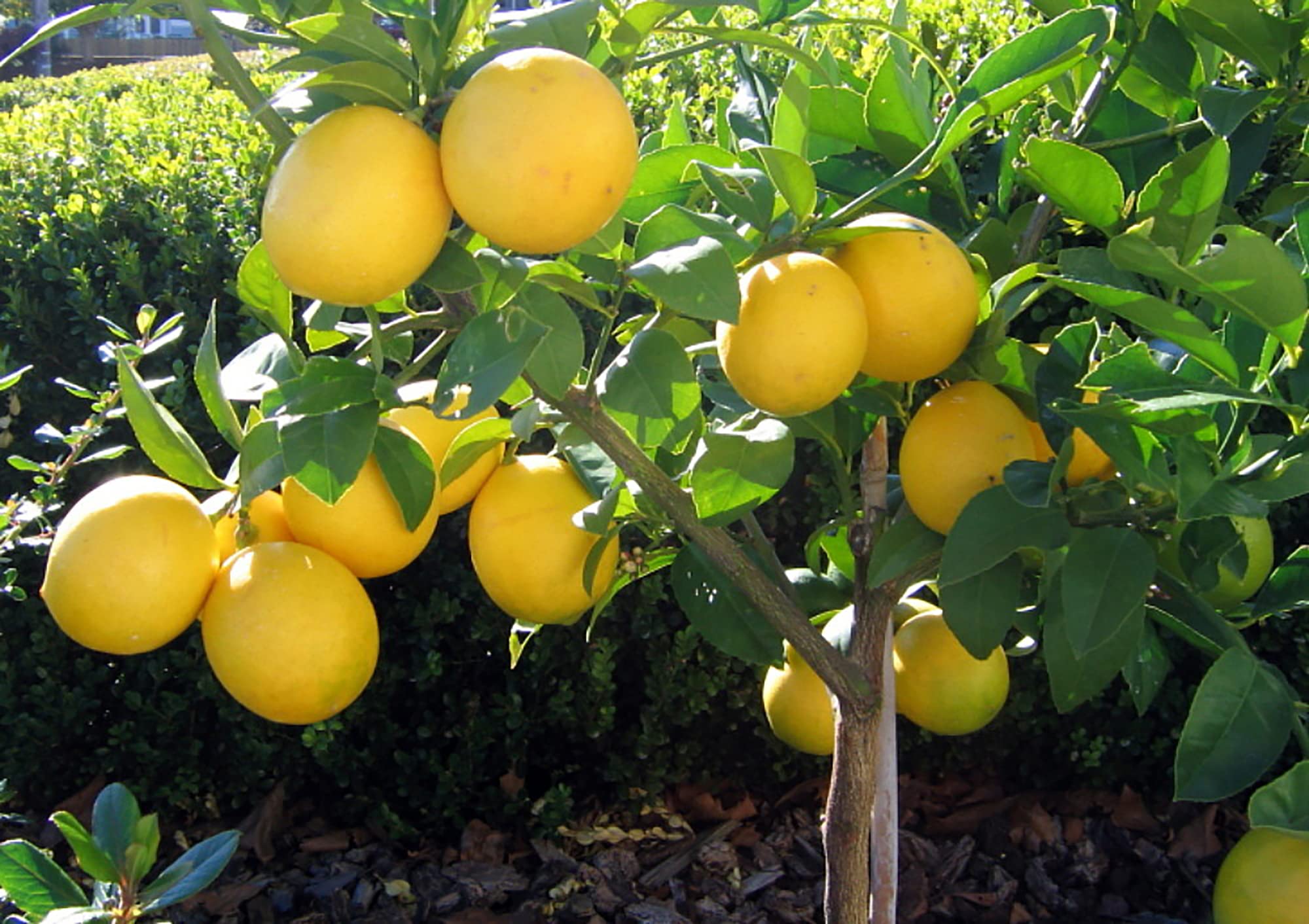 Bearss Lemon Seeds for Planting – Grow Juicy Citrus Trees at Home