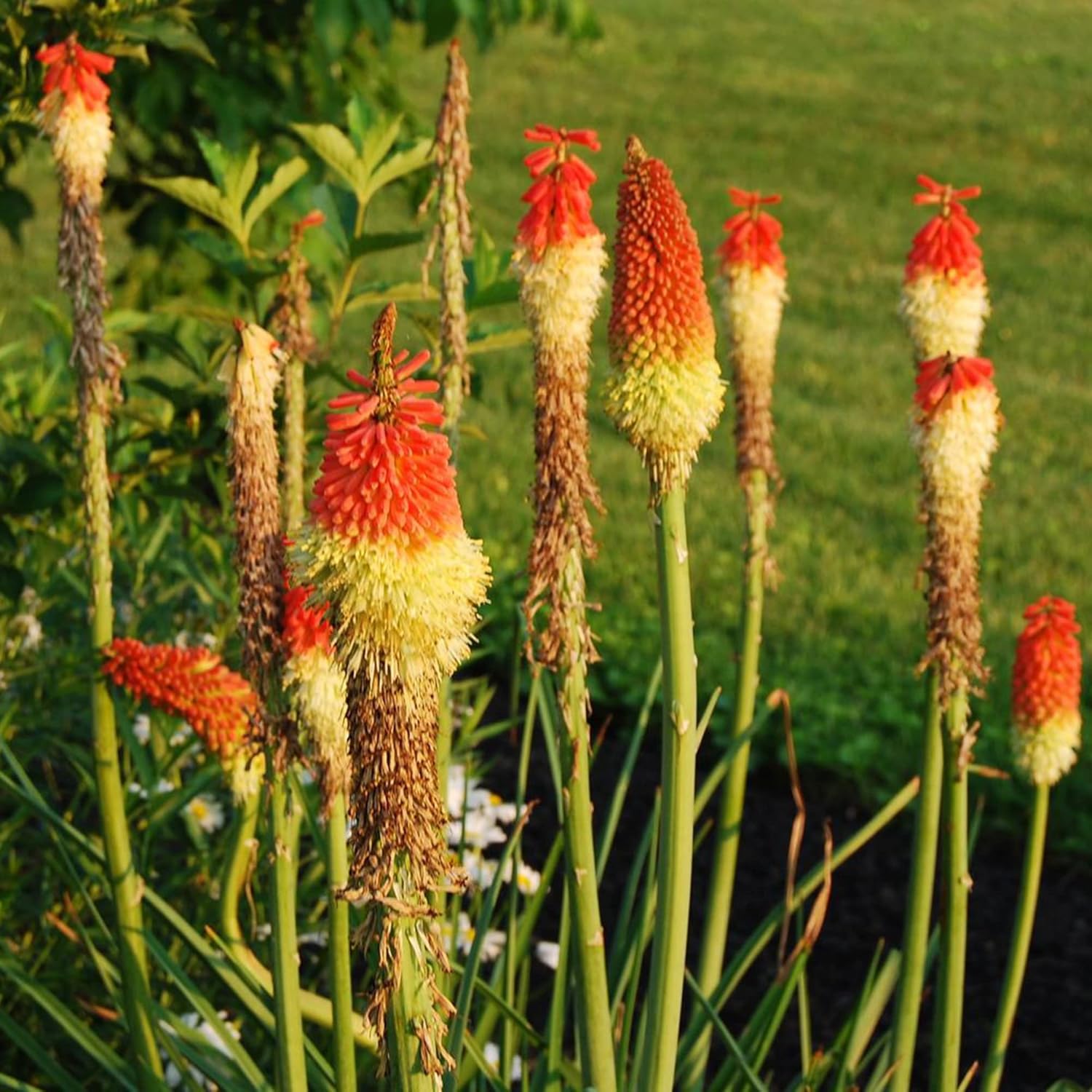 Red Hot Poker Seeds Torch Lily, Kniphofia Perennial Attracts Hummingbirds & Butterflies Patio Container Bed Outdoor 30Pcs Flower Seeds