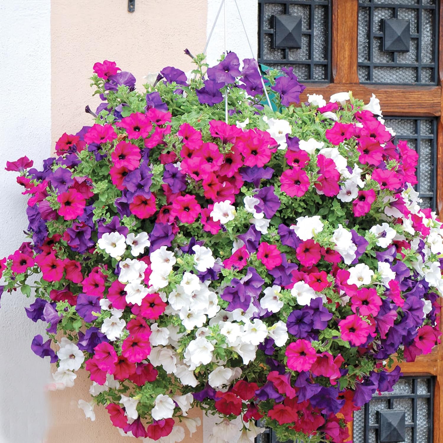 Dwarf Petunia Flower Seeds for Hanging Baskets, Containers & Ground Cover - Attracts Buterflies, Hardy for Indoor & Outdoor, Mixed Colors 4000Pcs