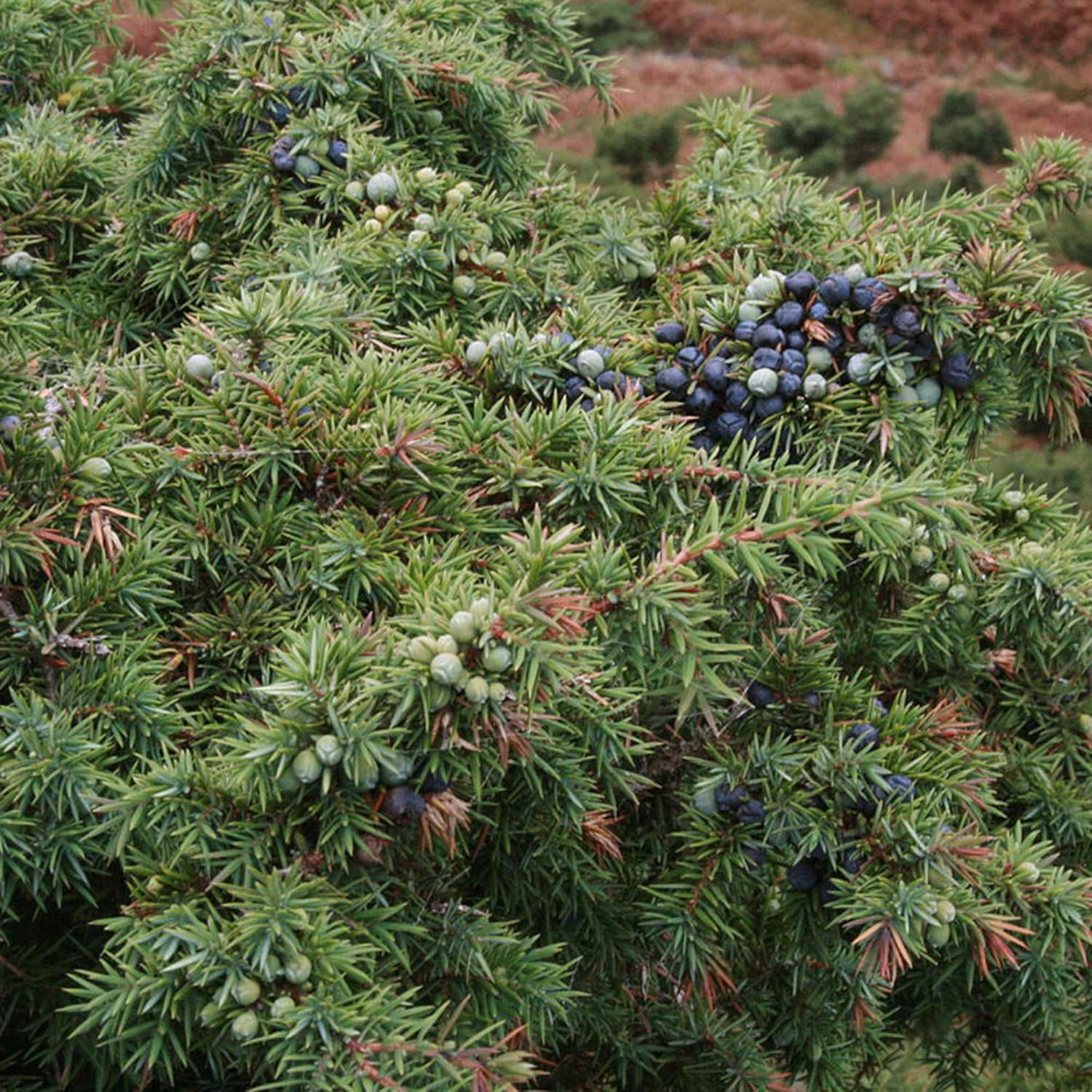 Graines de genévrier Juniperus Communis pour plantation, criblage, bordure à feuilles persistantes, croissance rapide