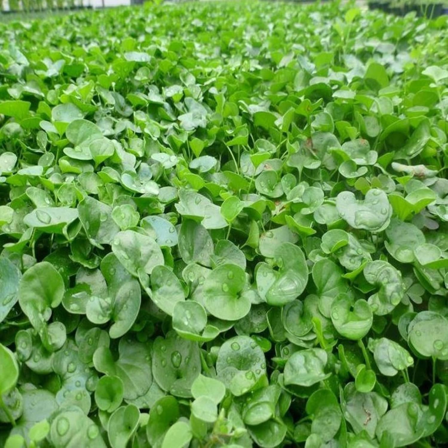 Graines de Dichondra Repens - Substitut de pelouse couvre-sol vivace - 100 graines d'herbes 