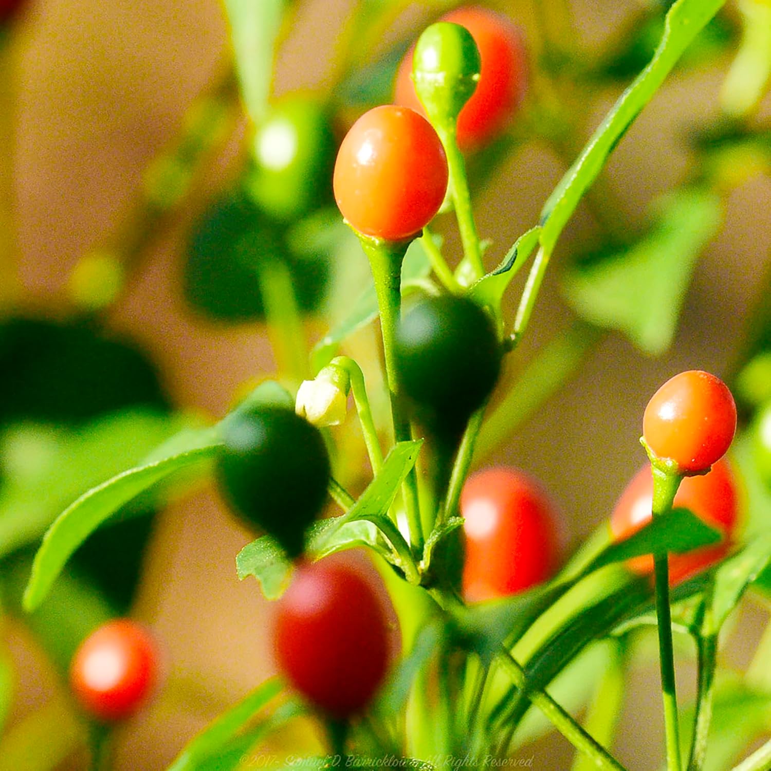 Thai Bird's Eye Chili Pepper Seeds - Fast-Growing, GMO-Free for Outdoor Vegetable Gardens - 100 Pcs