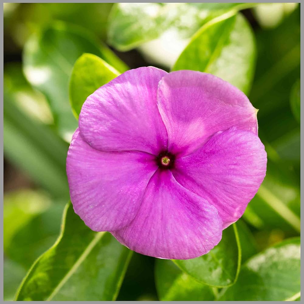 Vinca Periwinkle Flower Seeds, Planting - 100 pcs - Flower seeds