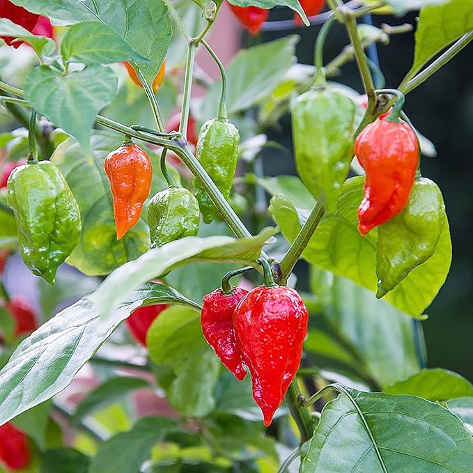 Ghost Pepper Seeds - Ghost Chili, Heirloom & Non-GMO, Fast-Growing Perennial for Garden & Containers