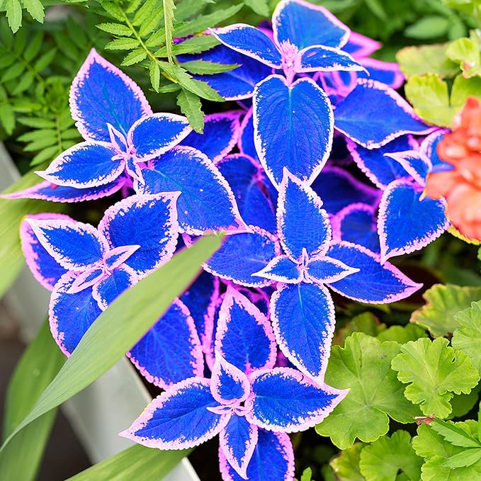 Blue Pink Coleus Seeds  Stunning Foliage for Gardens And Containers