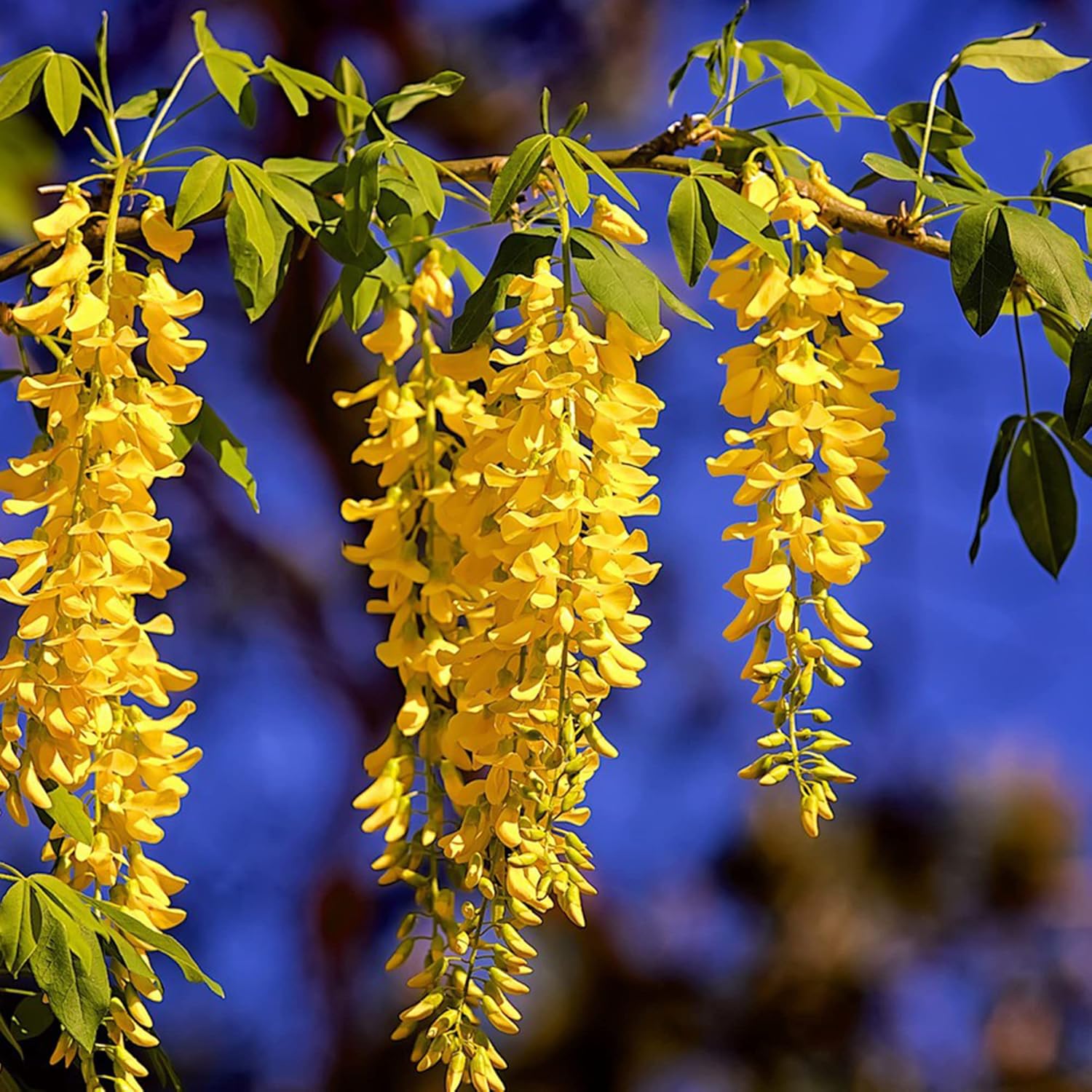 Yellow Wisteria Seeds | Wisteria Sinensis | Climbing Woody Vine | Fragrant Blooms | Ornamental Plant for Gardens and Landscapes | Outdoor | 10Pcs Flower Seeds