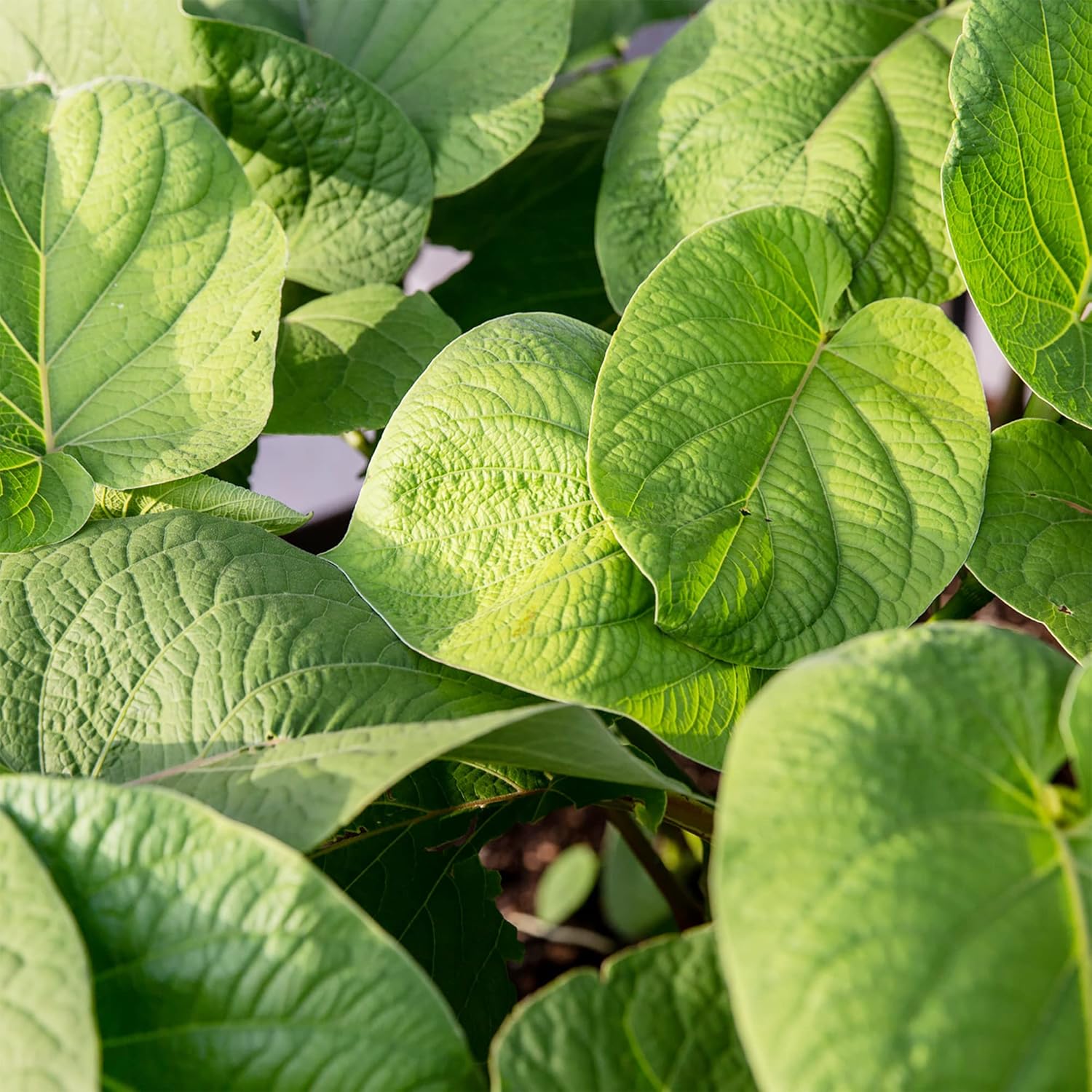 Piper Auritum Seeds Mexican Pepperleaf, Root Beer Plant - Tropical Climbing Perennial for Borders, Beds, Patio & Containers - 20 Pcs