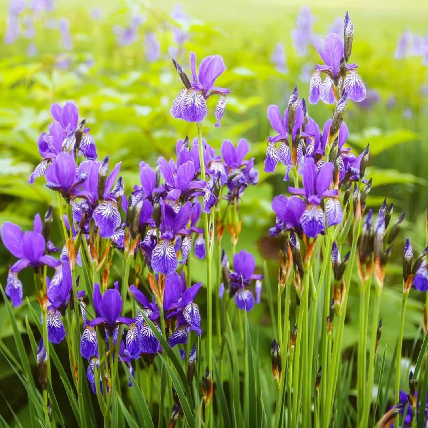 Graines d'iris japonais - Iris Ensata, fleurs magnifiques et complexes, attirent les pollinisateurs, parfaites pour les jardins aquatiques, les bords d'étang et les bordures vivaces, 20 pièces