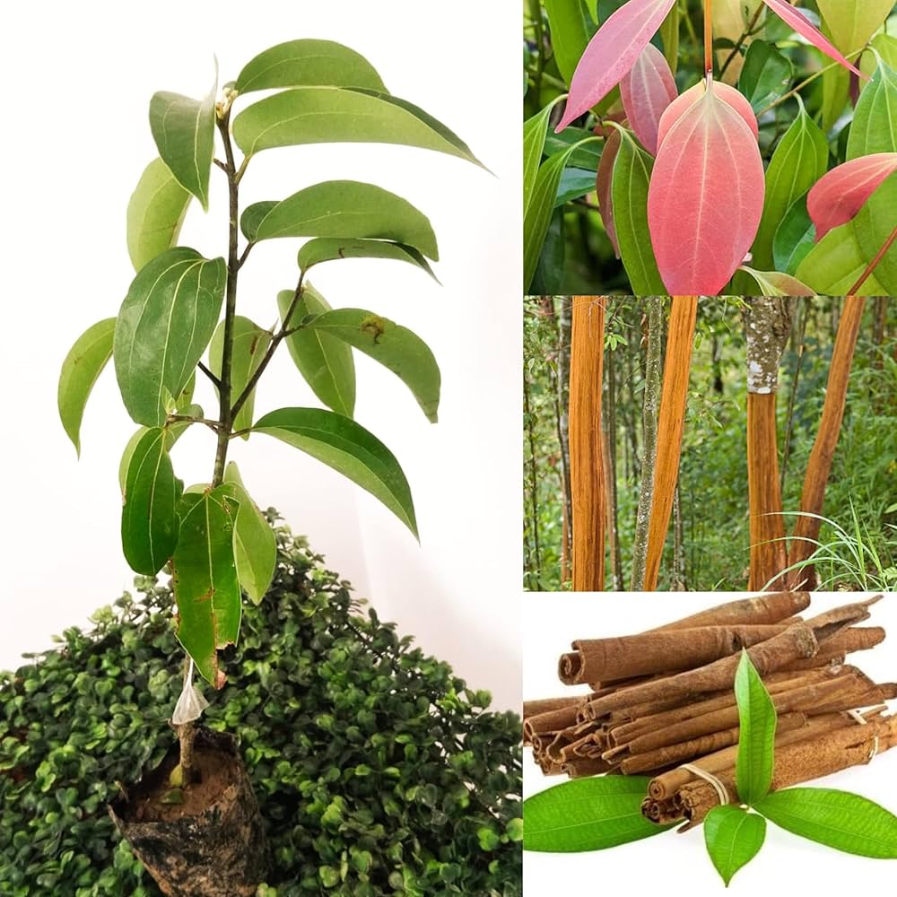 "Cinnamon Tree Seeds, Planting - 100 pcs" - Plant Seeds